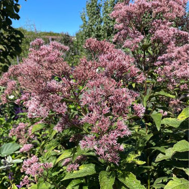 Spotted Joe Pye Weed - Native